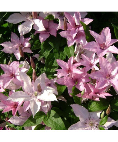 Clematis Hagley Hybrid (großblütig)  4L