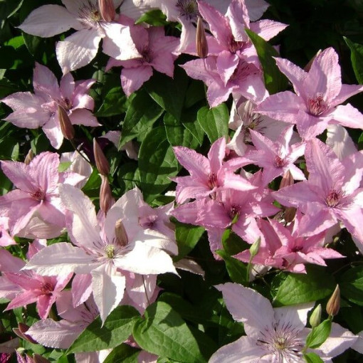 Clematis Hagley Hybrid (großblütig)  4L