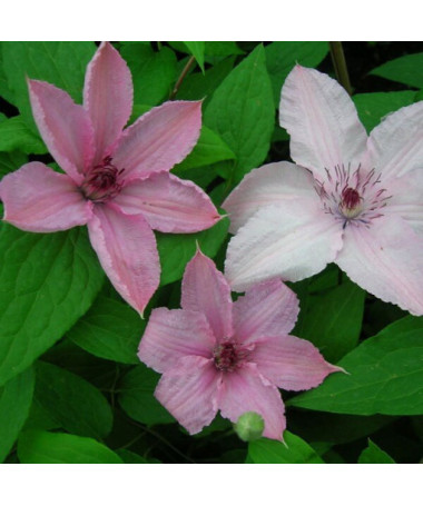 Clematis Hagley Hybrid (großblütig)  2L
