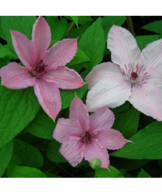 Clematis Hagley Hybrid (großblütig)  2L