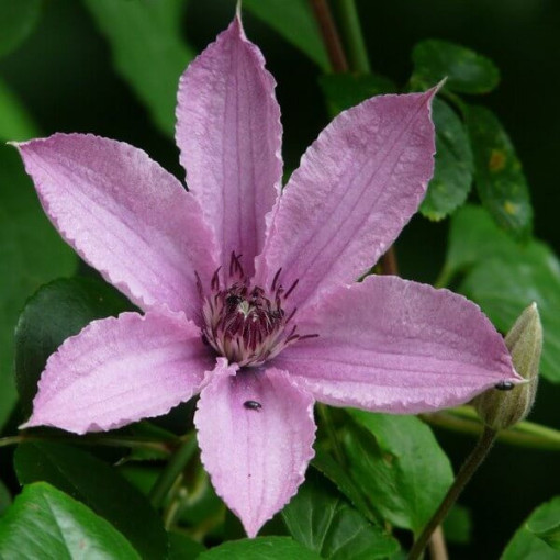Clematis Hagley Hybrid (großblütig)  2L