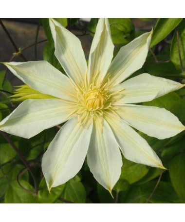 Clematis Guernsey Cream  2L