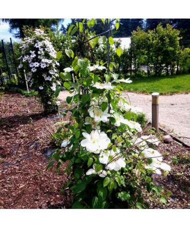 Clematis Guernsey Cream  2L