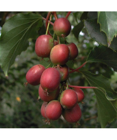 Kiwi Actinidia Ken's Red (dornblättrig) Topf. 4L