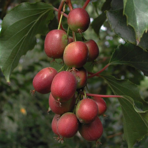 Kiwi Actinidia Ken's Red (dornblättrig) Topf. 4L