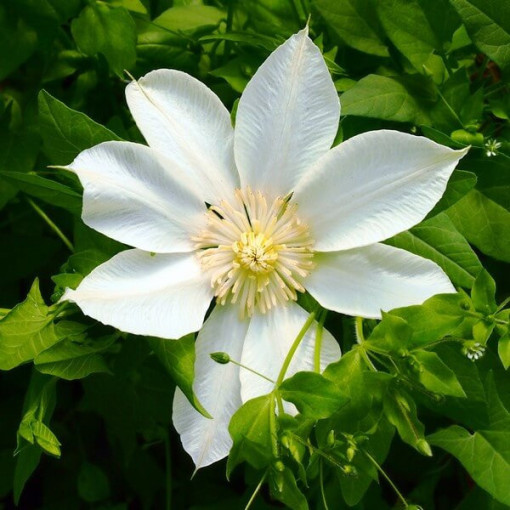 Clematis Guernsey Cream  2L
