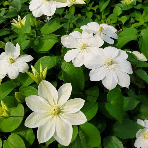 Waldrebe ‘Guernsey Cream'  4L