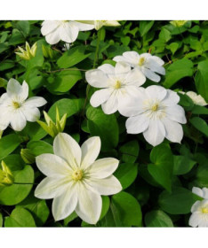 Waldrebe ‘Guernsey Cream'  4L