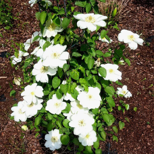 Waldrebe ‘Guernsey Cream'  4L