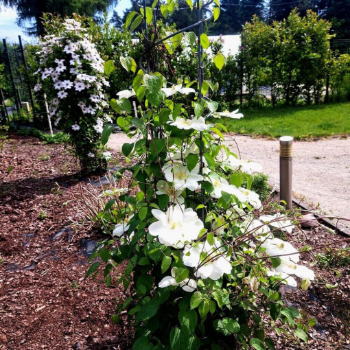 Waldrebe ‘Guernsey Cream'  4L