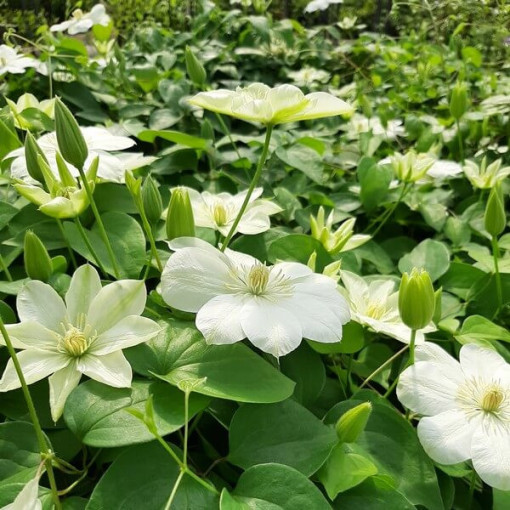 Waldrebe ‘Guernsey Cream'  4L