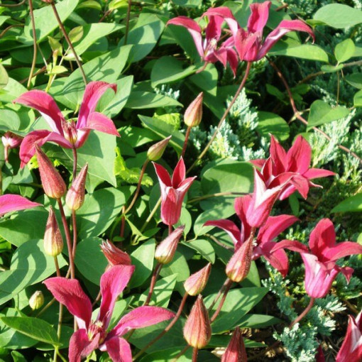 Clematis Gravetye Beauty (botanisch)  2L