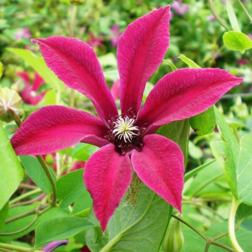 Clematis Gravetye Beauty (botanisch)  2L