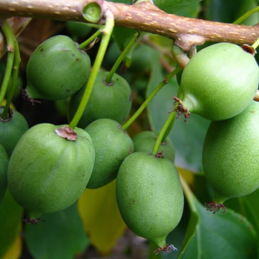 Kiwi Actinidia Issai (dornblättrig) SELBSTBESTÄUBEND, Topf 4L