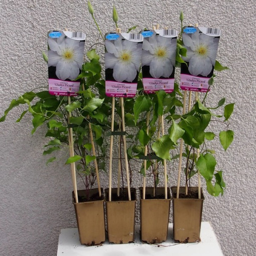 Clematis Gladys Picard  2L