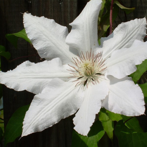 Clematis Gladys Picard  2L