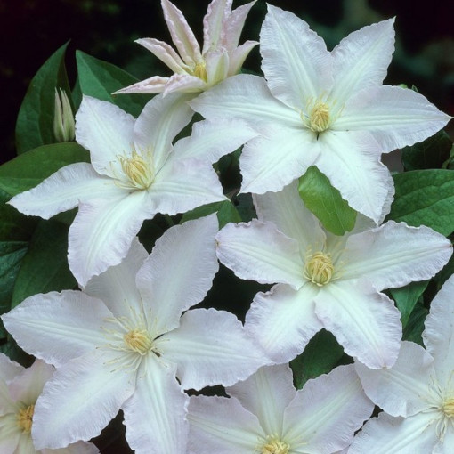 Clematis Gladys Picard  4L
