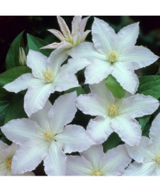 Clematis Gladys Picard  4L