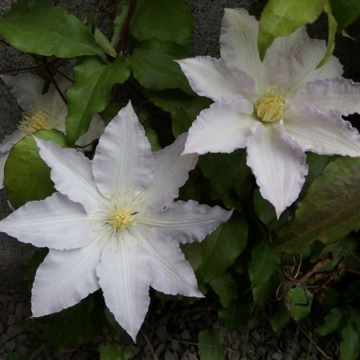 Clematis Gladys Picard  4L
