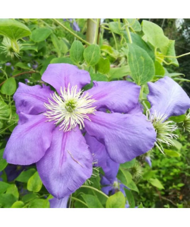 Clematis Generał Sikorski (großblütig)  4L