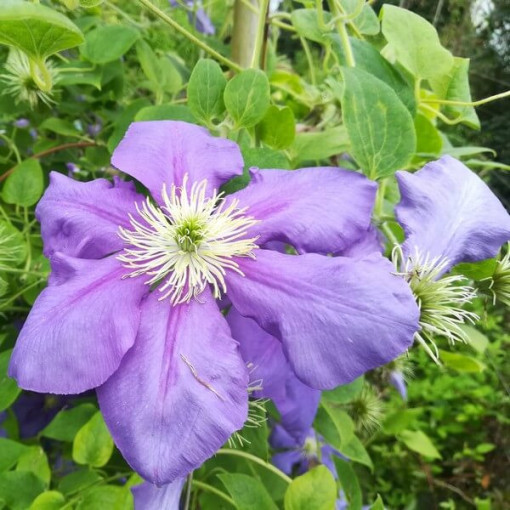 Clematis Generał Sikorski (großblütig)  4L