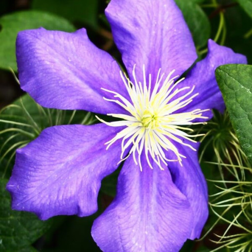 Clematis Generał Sikorski (großblütig)  4L