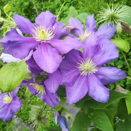 Clematis Generał Sikorski (großblütig)  2L