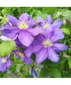 Clematis Generał Sikorski (großblütig)  2L