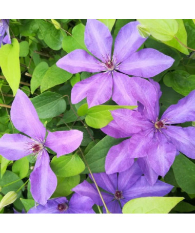 Clematis Generał Sikorski (großblütig)  2L
