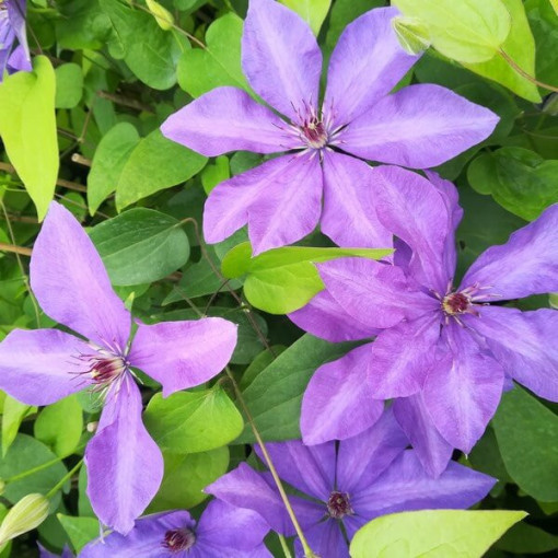 Clematis Generał Sikorski (großblütig)  2L
