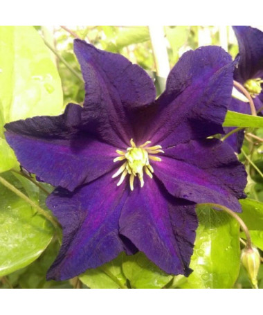 Waldrebe 'Etoile Violette' P9/C1