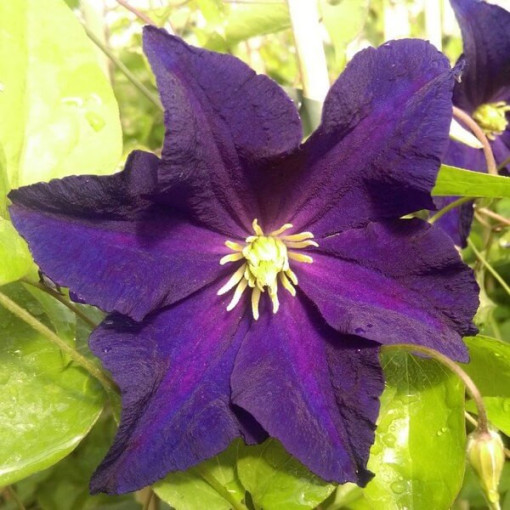 Waldrebe 'Etoile Violette' P9/C1