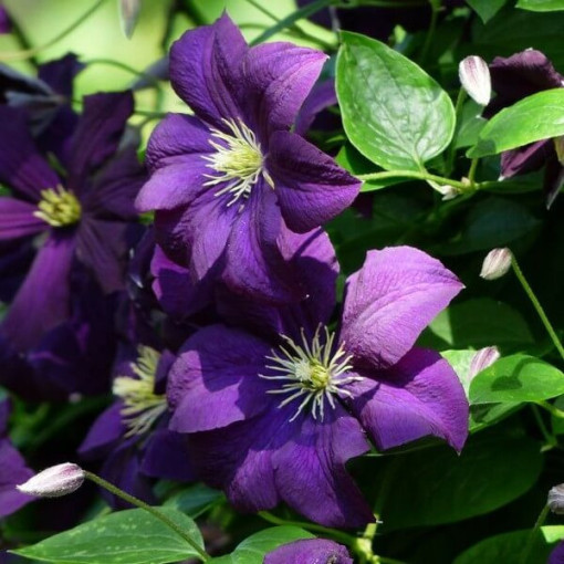 Waldrebe 'Etoile Violette' P9/C1