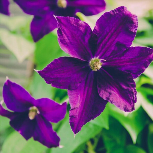 Waldrebe 'Etoile Violette' P9/C1