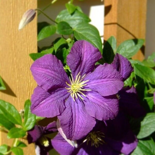 Waldrebe 'Etoile Violette' P9/C1