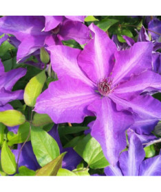 Clematis Dzieci Warszawy (großblütig)  2L