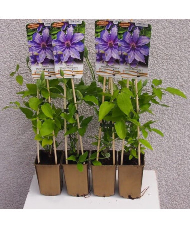 Clematis Dzieci Warszawy (großblütig)  2L