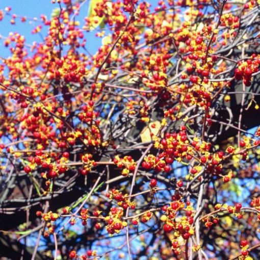 Weibliche Sorte der Aktinidienpflanze, Diana, im 2L Topf.