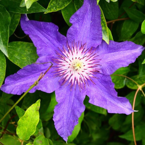Clematis Dzieci Warszawy (großblütig)  2L