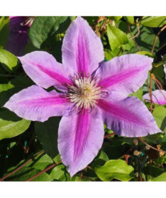 Clematis Dr. Ruppel (großblütig)  2L