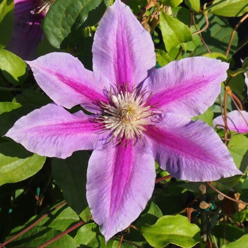 Clematis Dr. Ruppel (großblütig)  4L