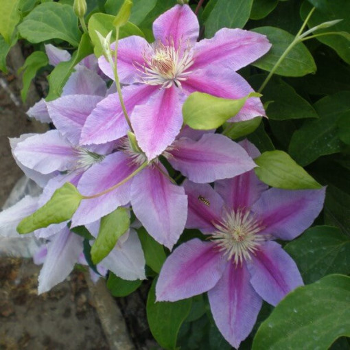 Clematis Dr. Ruppel (großblütig)  4L