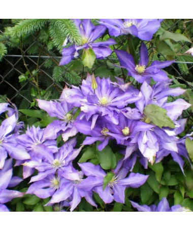 Clematis Daniel Deronda (großblütig) GEFÜLLT  4L