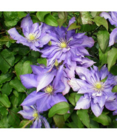 Clematis Daniel Deronda (großblütig) GEFÜLLT  2L