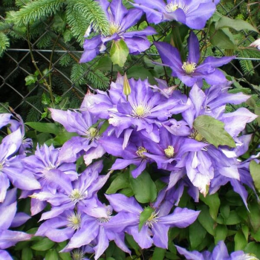 Clematis Daniel Deronda (großblütig) GEFÜLLT  2L