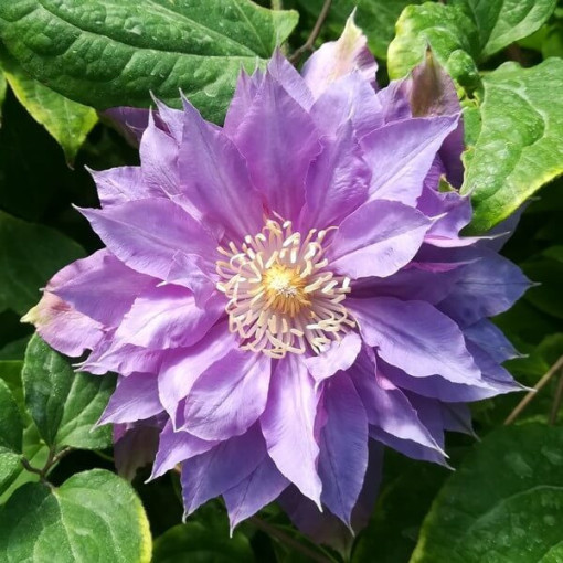 Clematis Daniel Deronda (großblütig) GEFÜLLT  2L