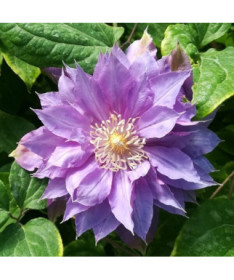 Clematis 'Daniel Deronda' (großblumig) GEFÜLLT P9/C1