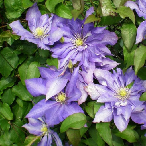 Clematis 'Daniel Deronda' (großblumig) GEFÜLLT P9/C1
