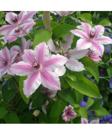 Clematis Carnaby (großblütig)  4L
