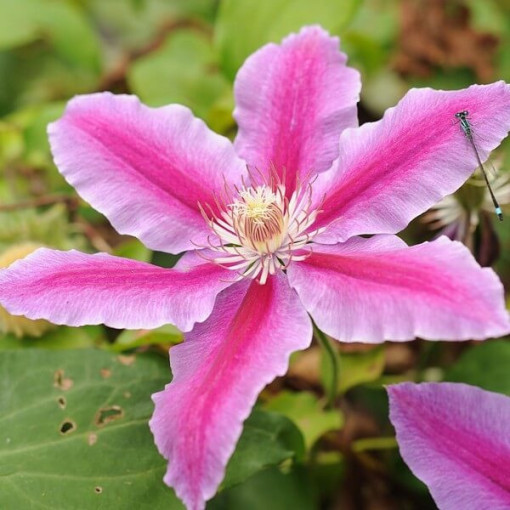 Clematis Carnaby (großblütig)  4L